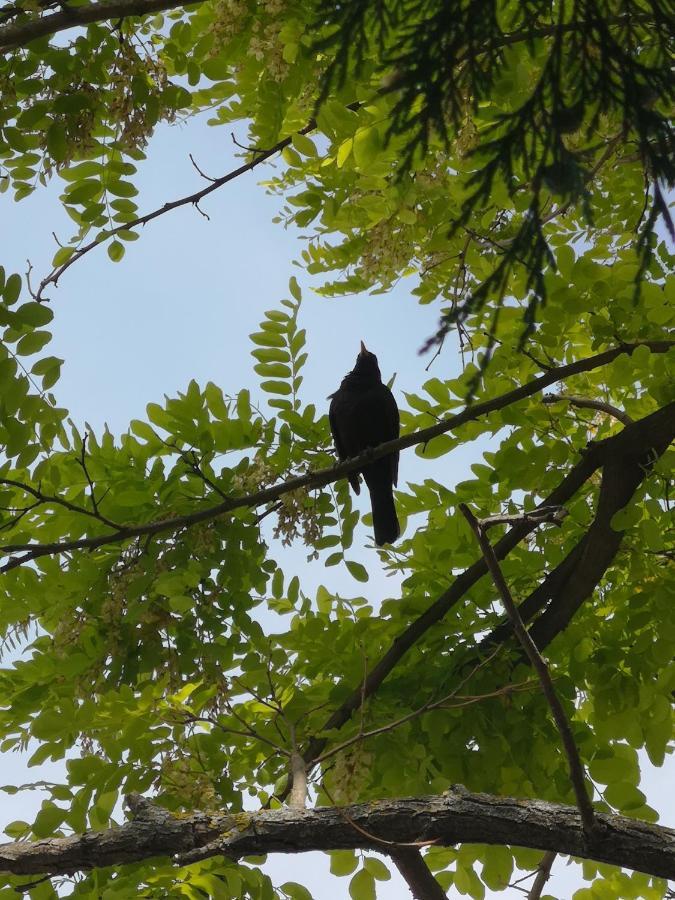 Apartmaji Volf Zgornje Gorje Exteriör bild
